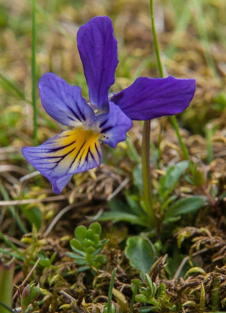 Wildes Stiefmütterchen 13