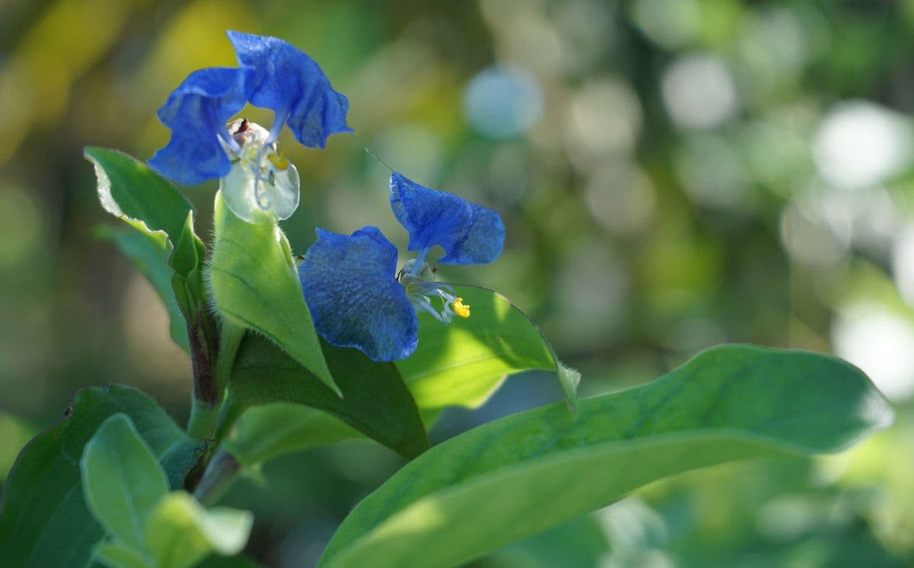 Flor de día 15