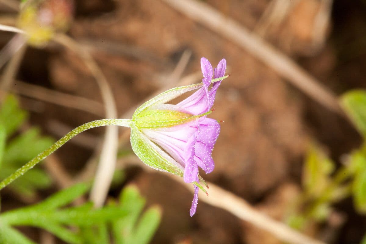 Géranium colombin 24