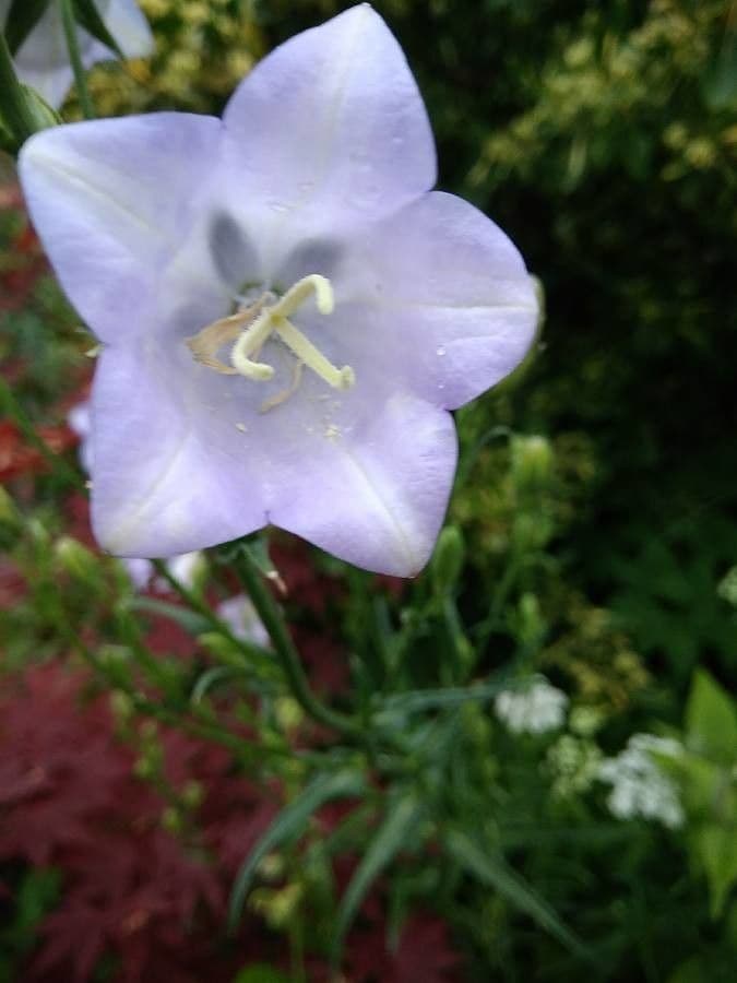 Campanilla 22