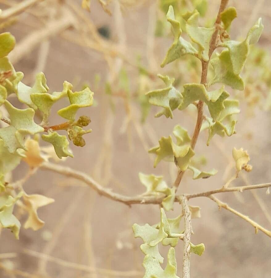 Atriplex 2