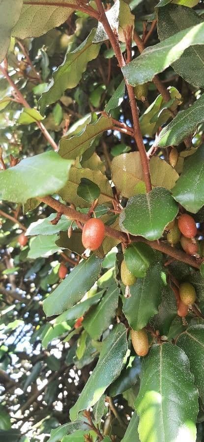 Elaeagnus 11