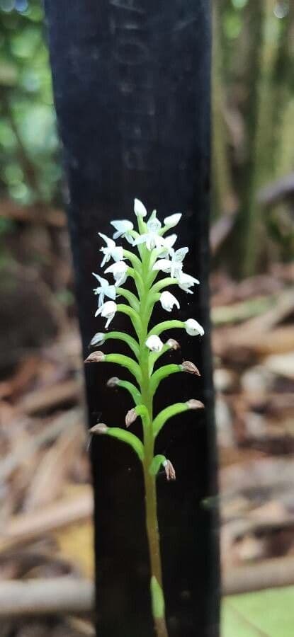 Orchidea elmo 3