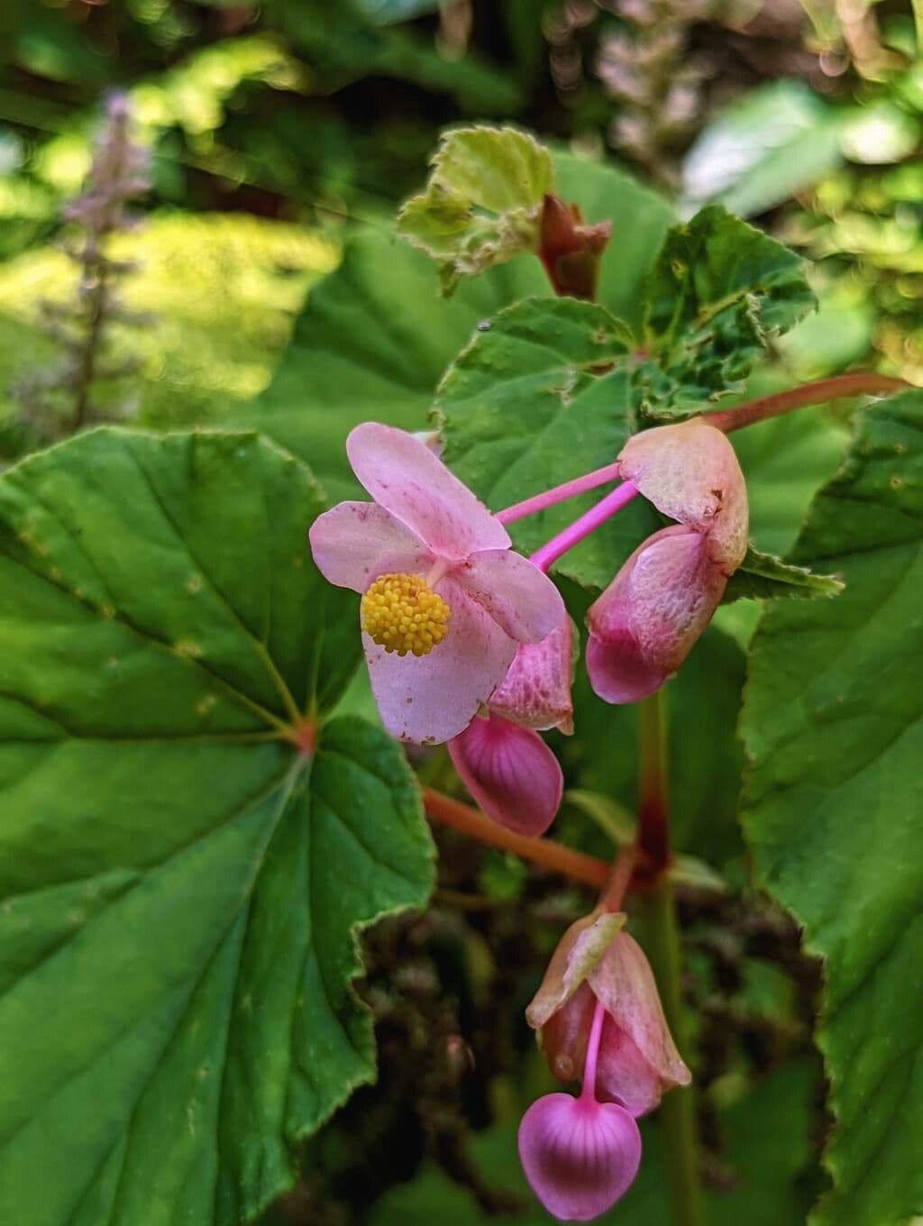 Begonia 10