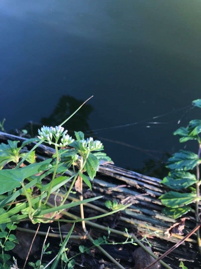 Mikania scandens 6