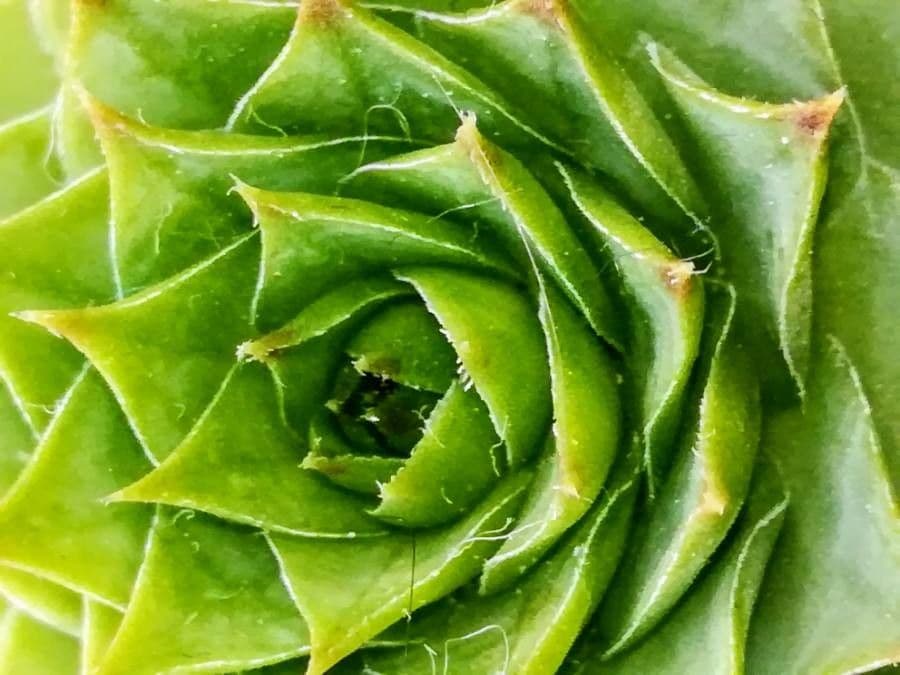 Semprevivo maggiore 19