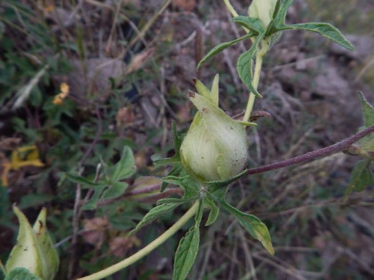 Ipomée pubescente