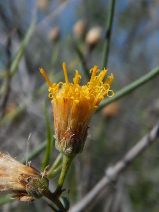 Bebbia juncea 8