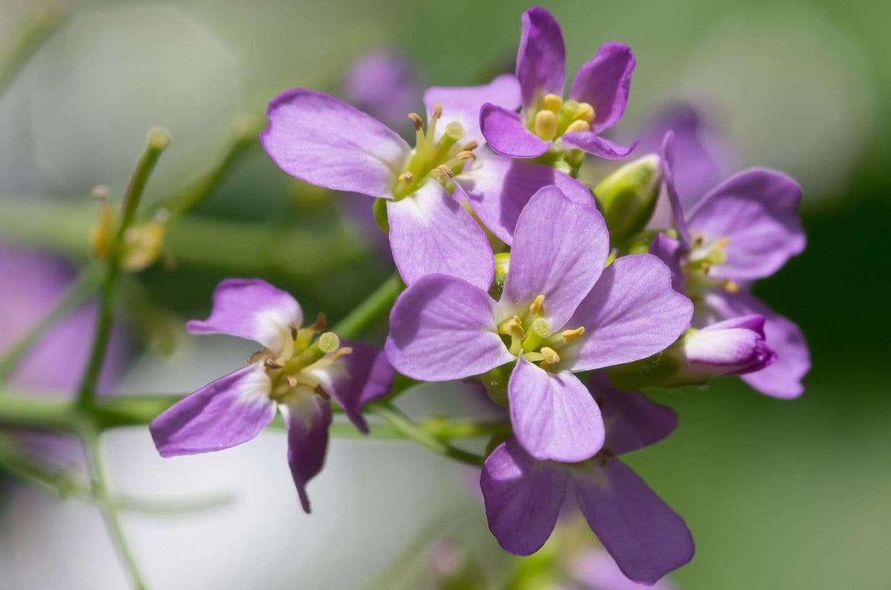 Arabidopsis cebennensis 4