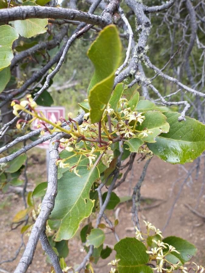 Clusia-blättrige Apodytes 7