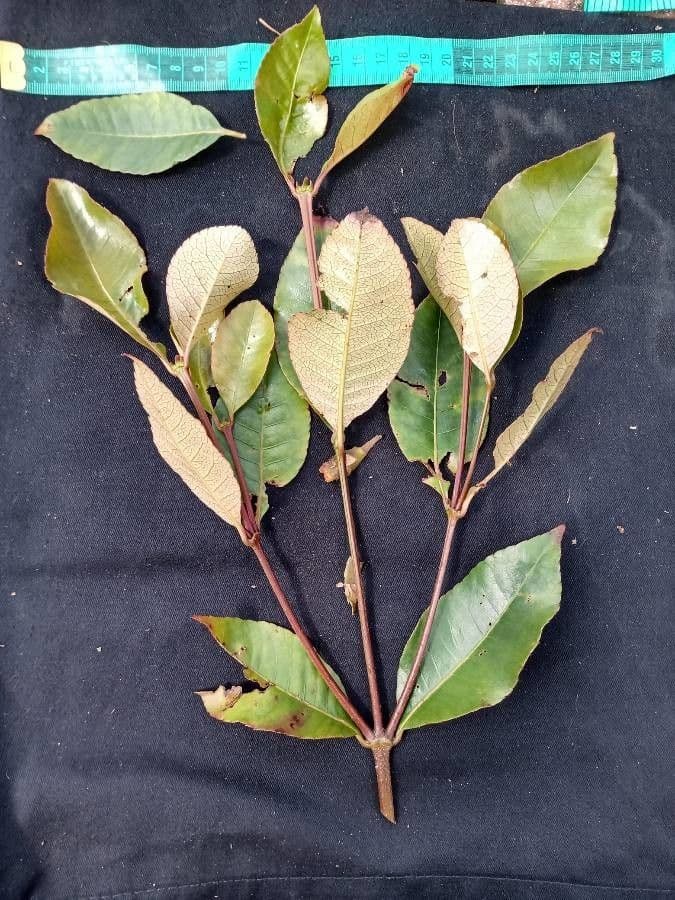 Weinmannia balbisiana 5
