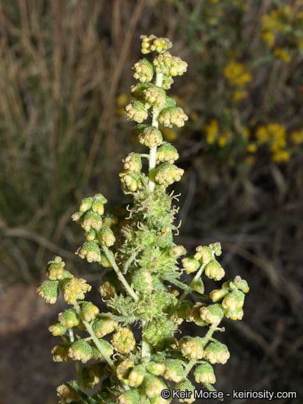 Bur ragweed 5