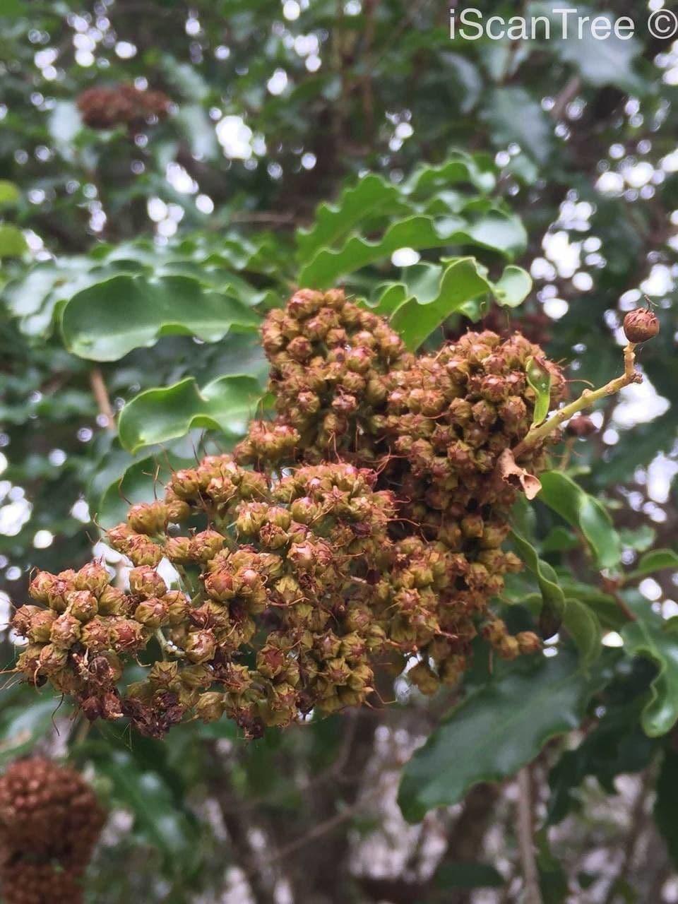 Galpinia 2