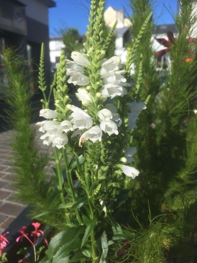 Physostegia virginiana 15