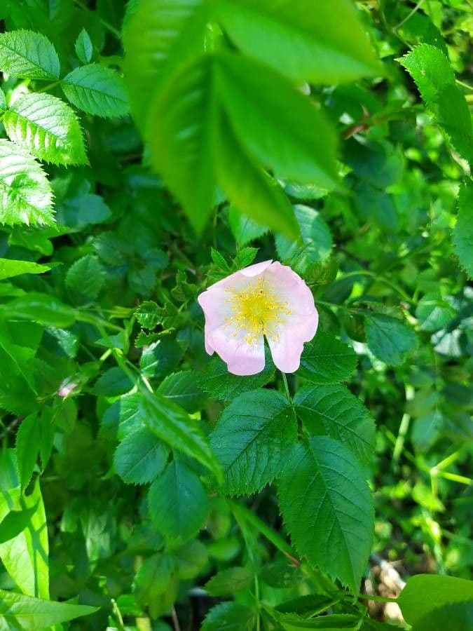 Corymb rose 7