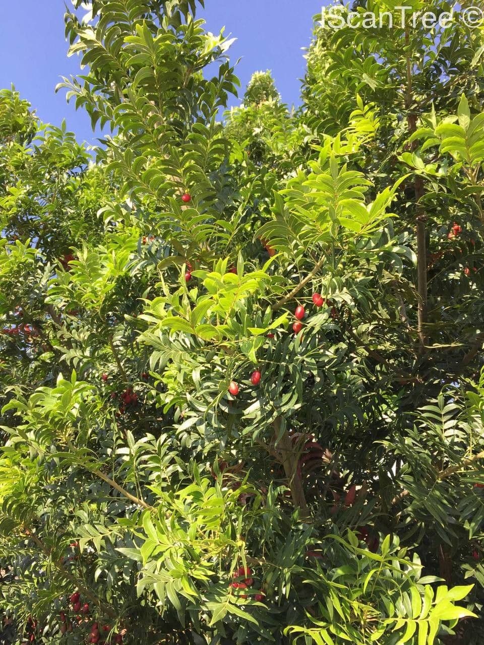 Kafferpflaume 10