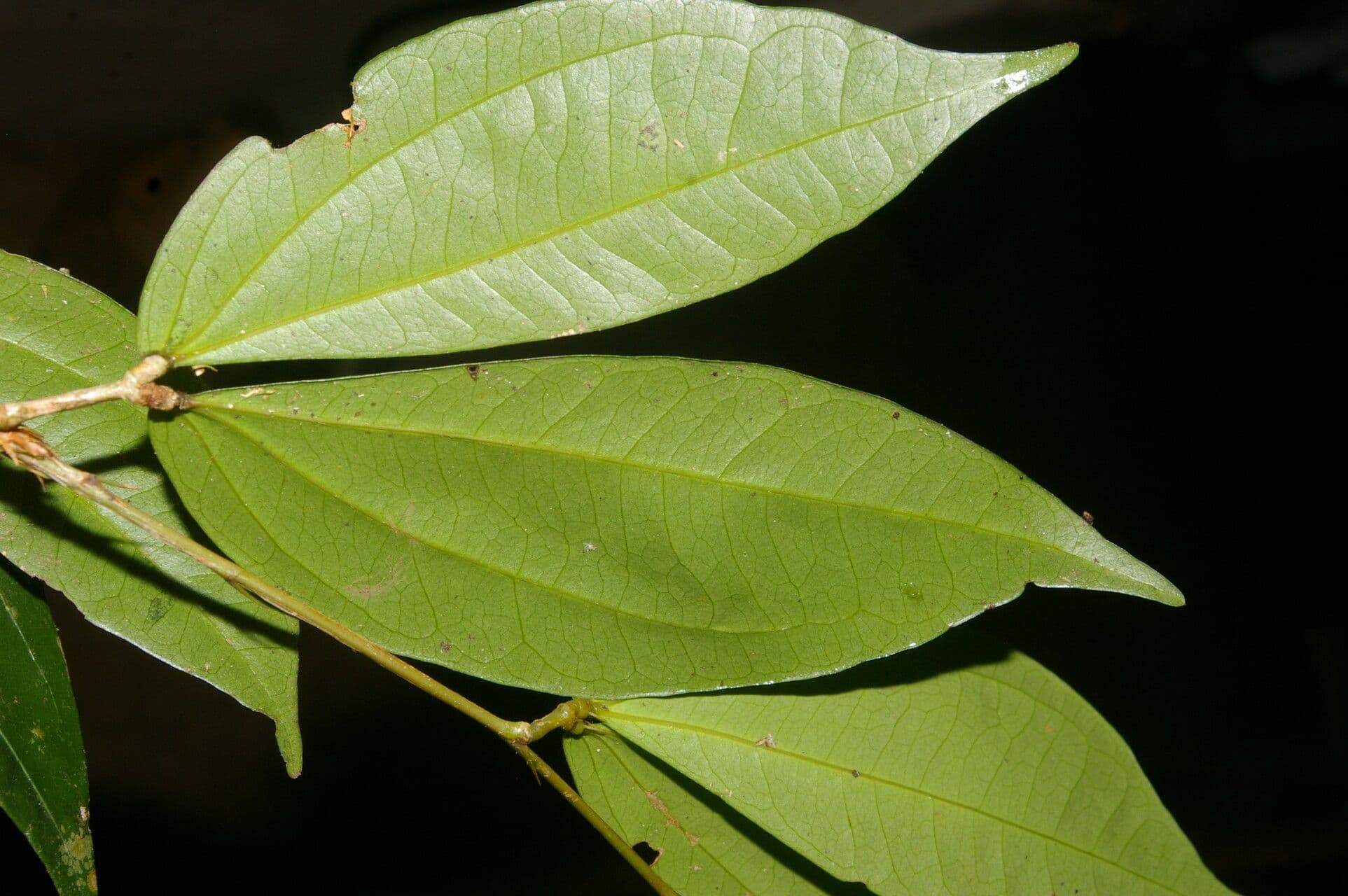 Calliandra 11