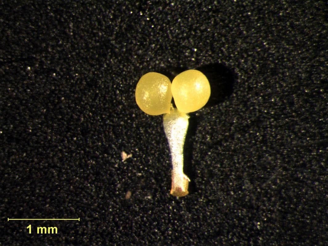 Leochilus 14