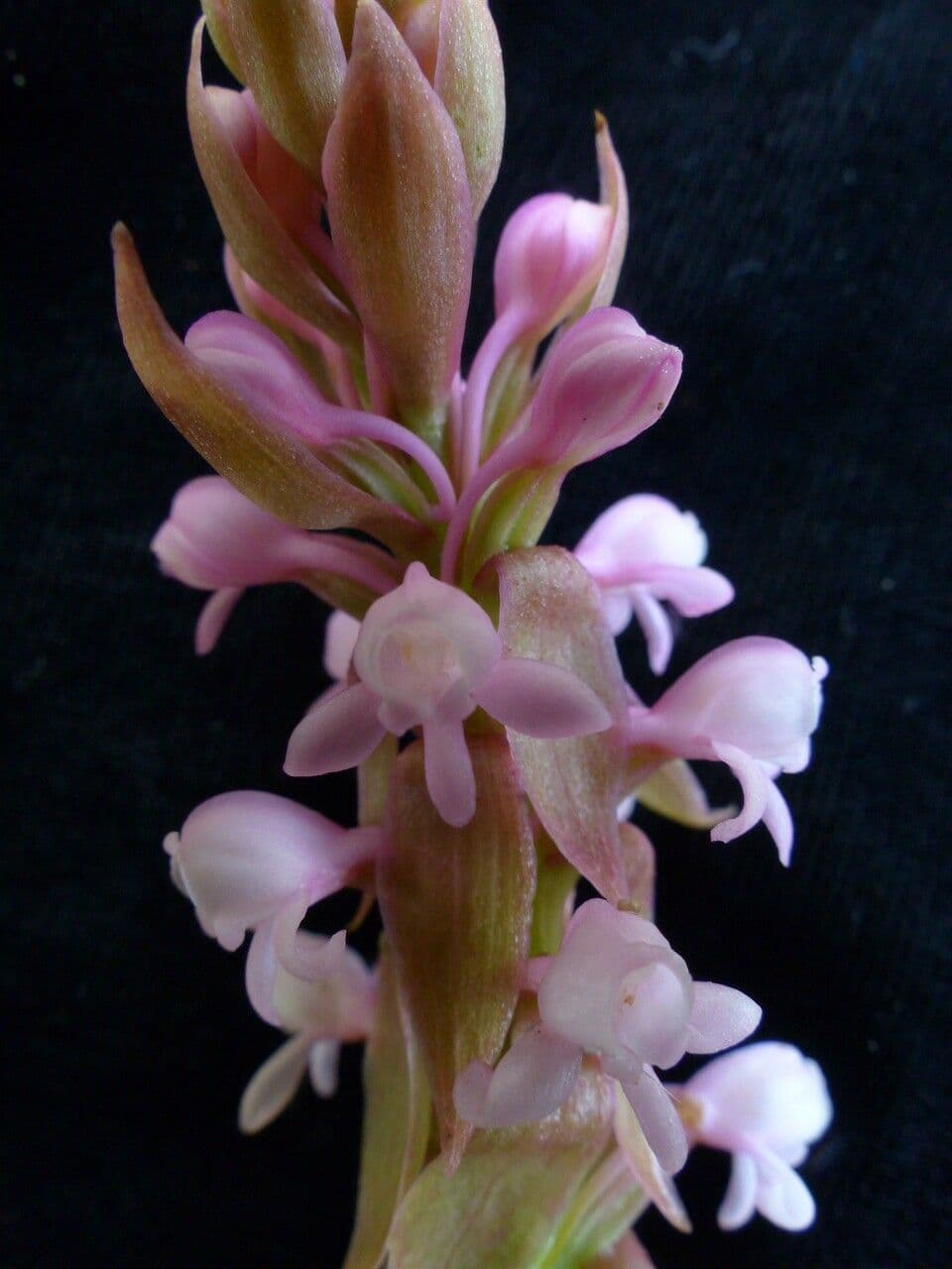 Satyrium 3