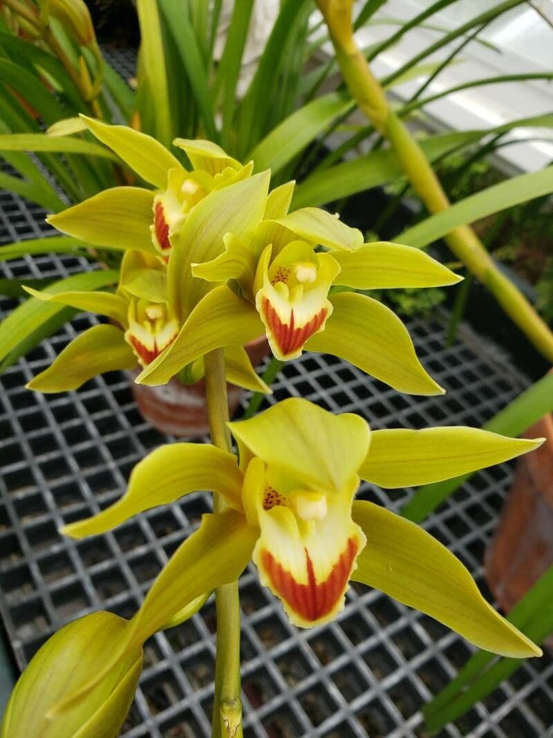 Cymbidium