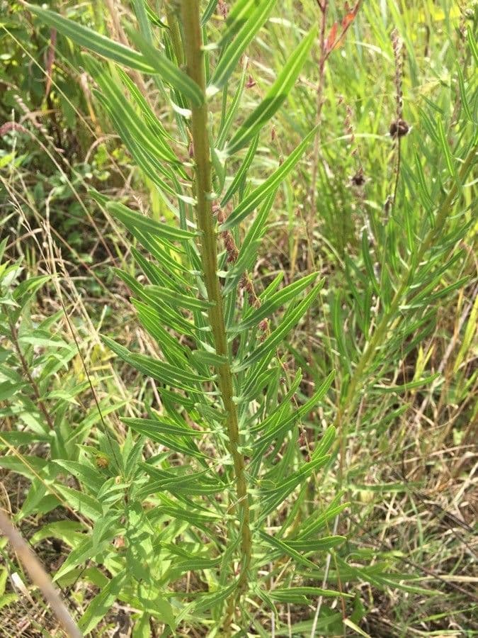 Liatris aspra 16