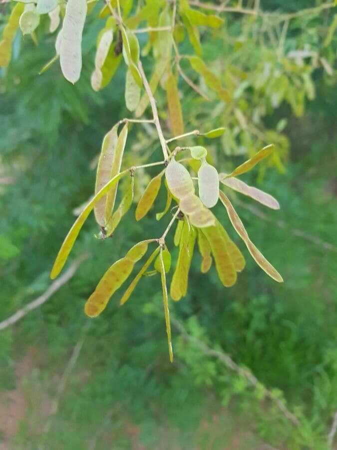 Mimosa bimucronata
