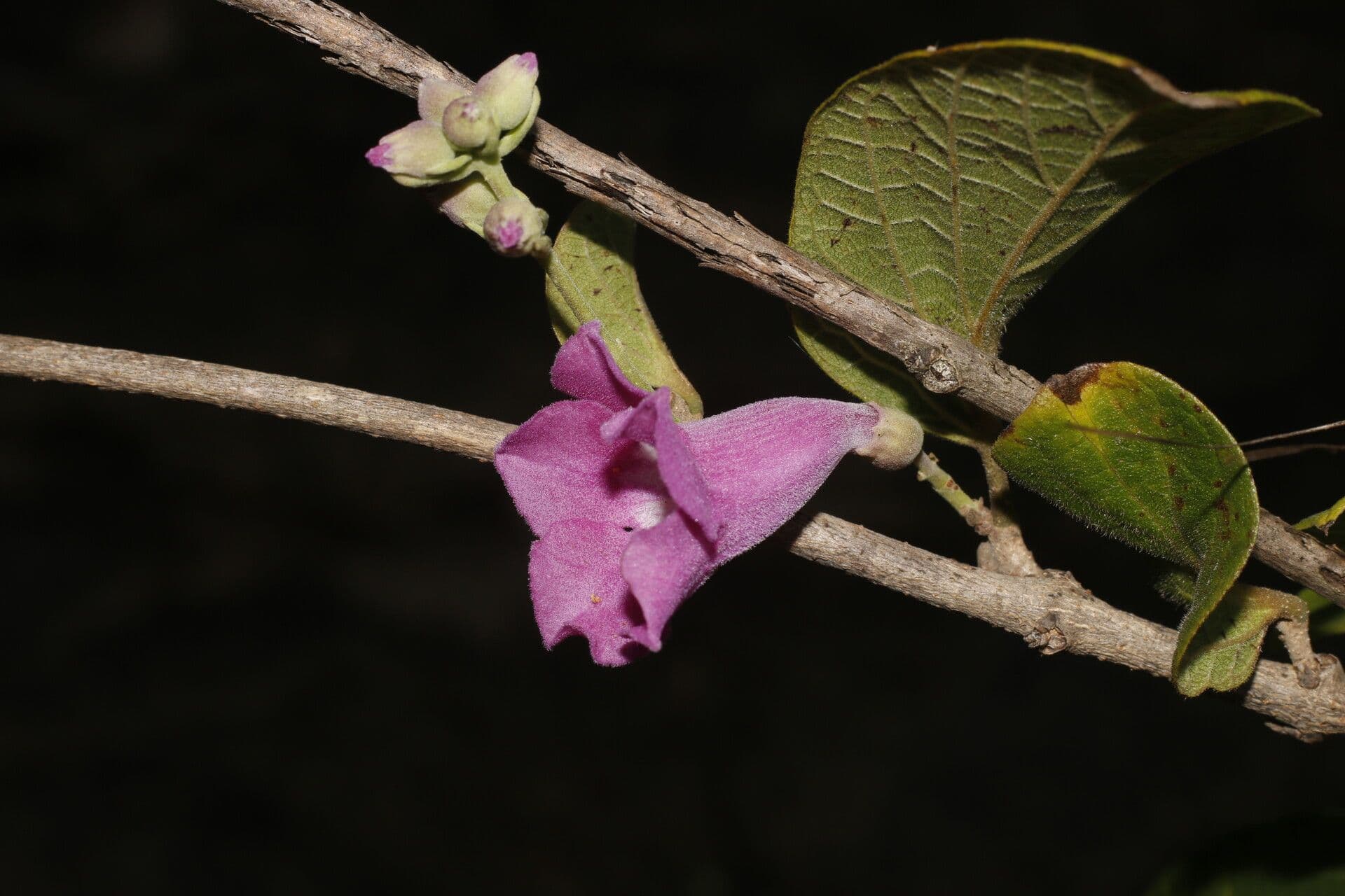 Fridericia 5