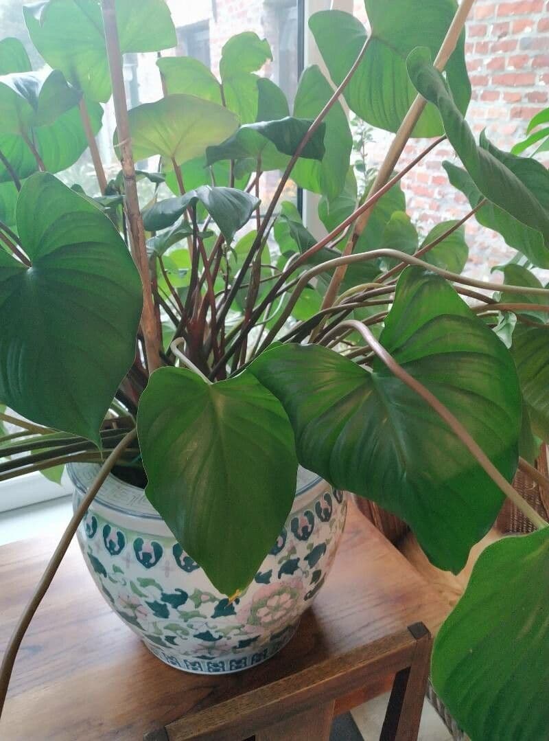 Homalomena 6