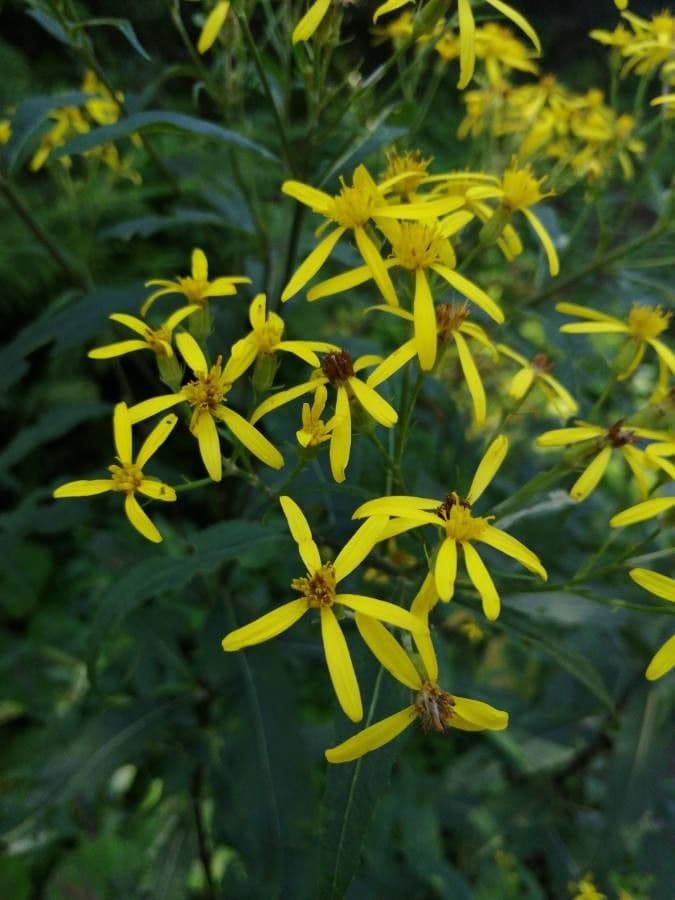 Senecio sarracenico 14