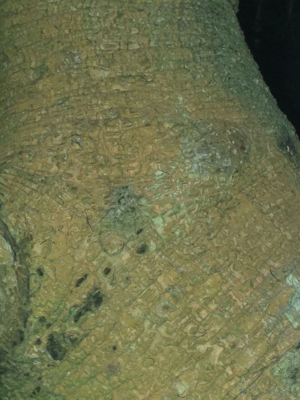 Ontano Acuminato 13