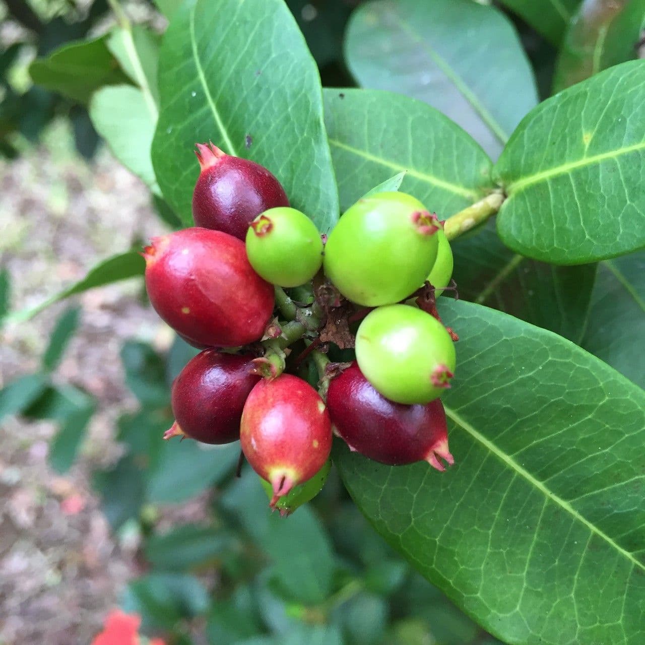 Ixora 2