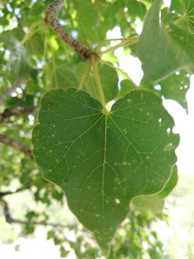 Sterculia 20