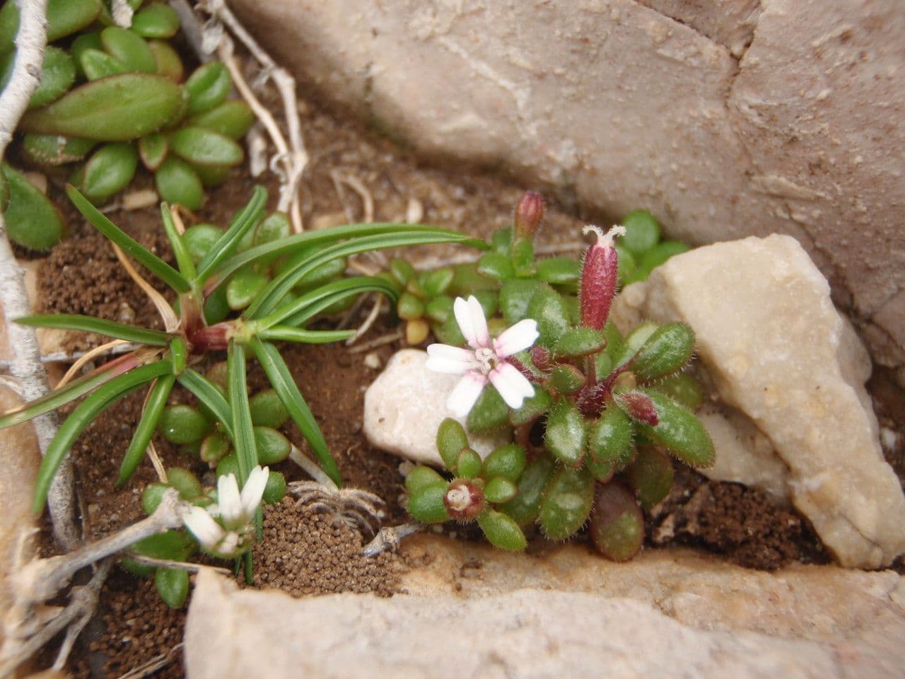 Silene sedoides 11