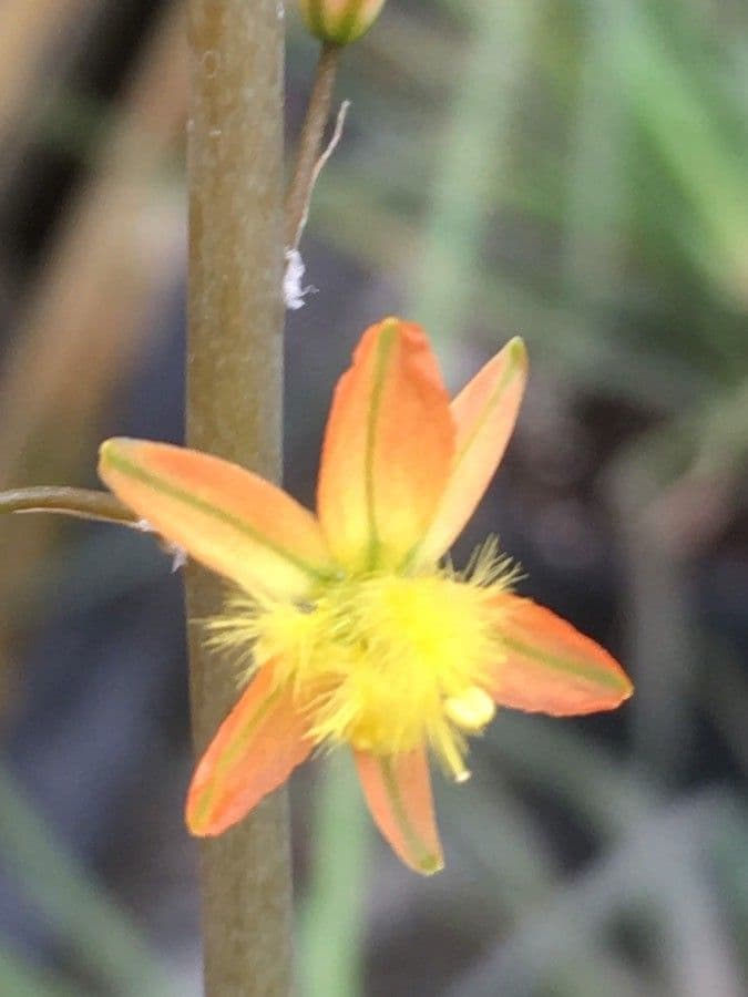 Bulbine arbustiva 5