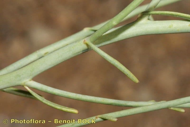 Acanthorrhinum 19