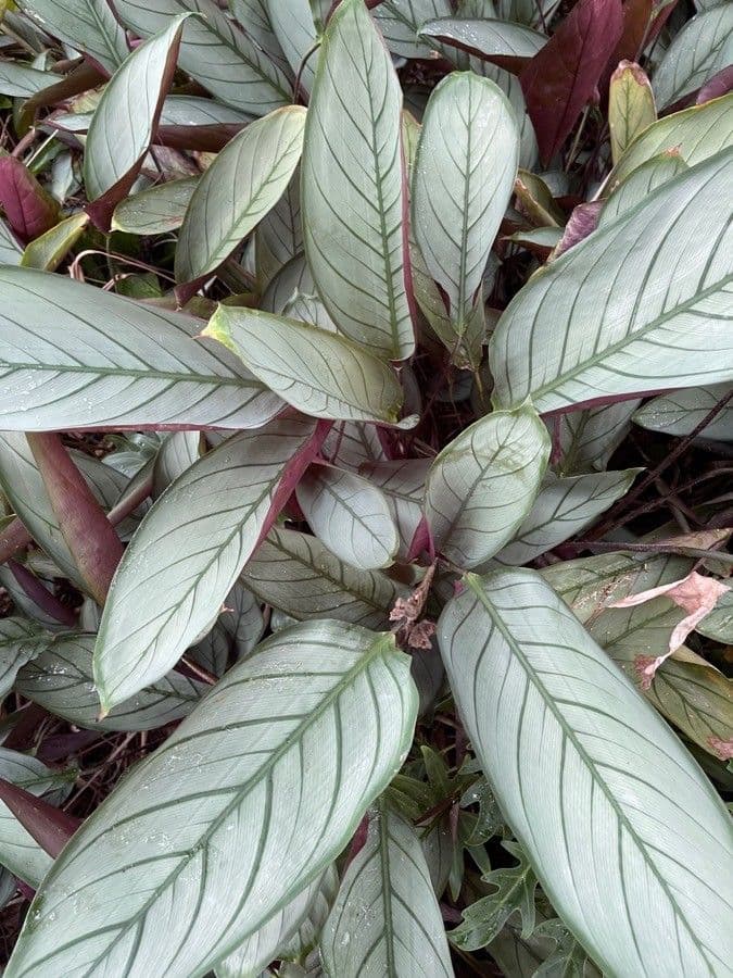 Ctenanthe 8
