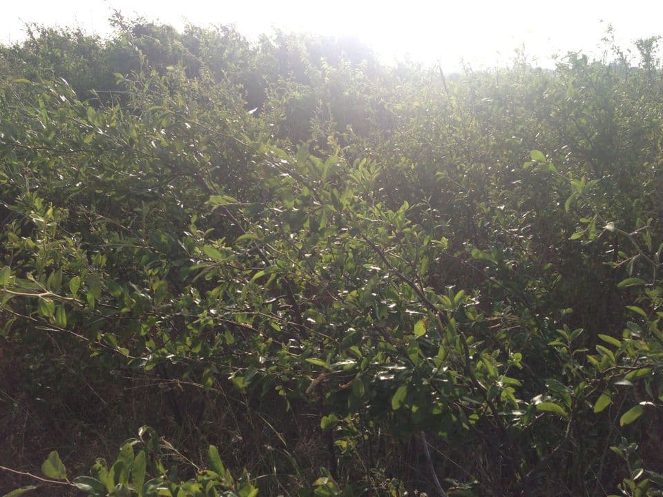 Chittamwood 4