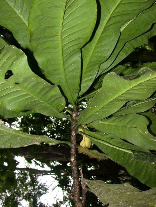 Potalia turbinata 19