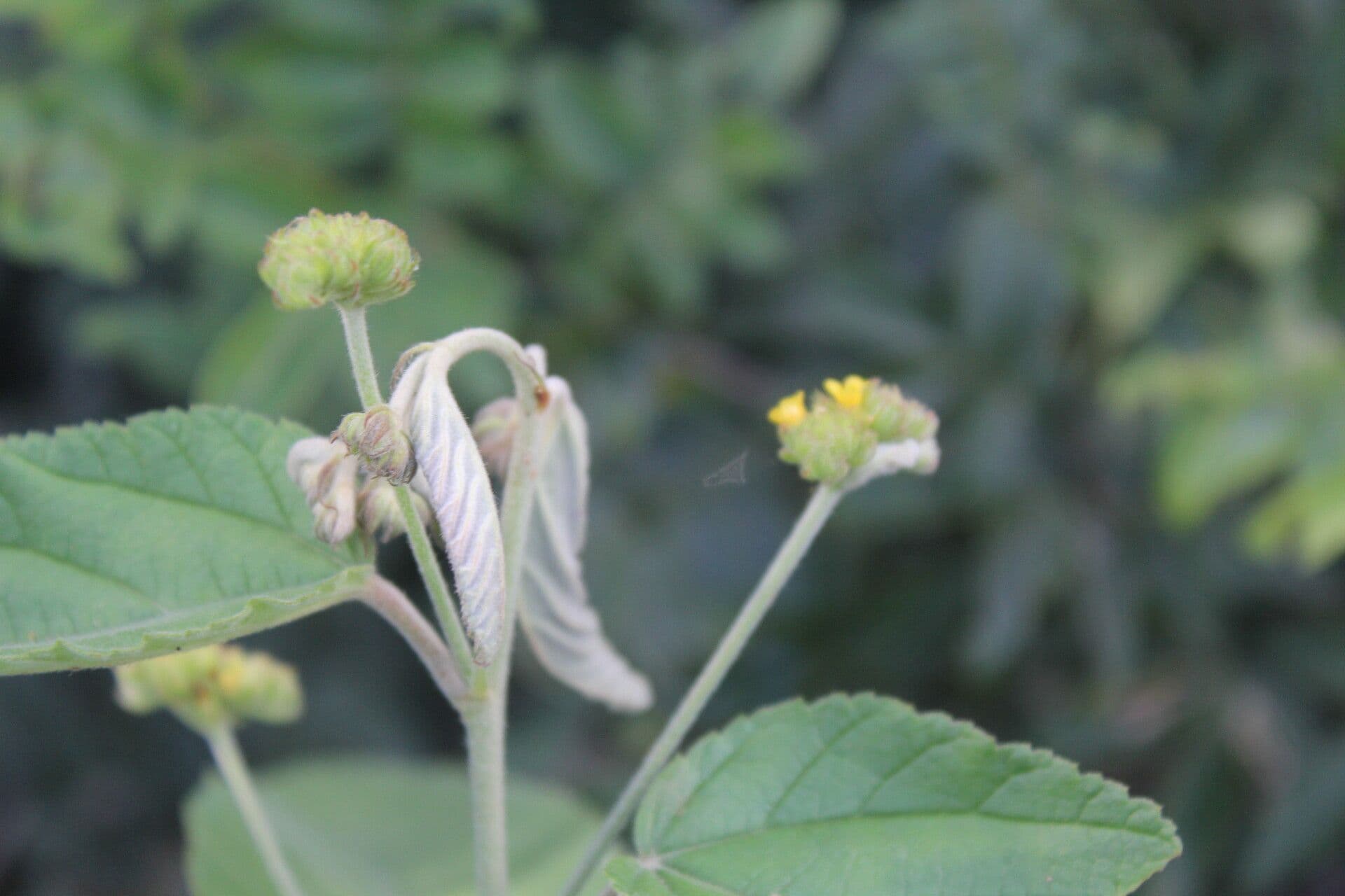 Waltheria 4