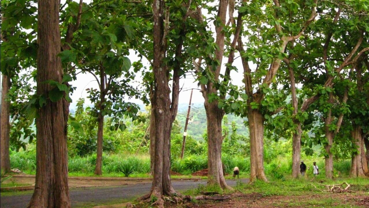 Tykva 25