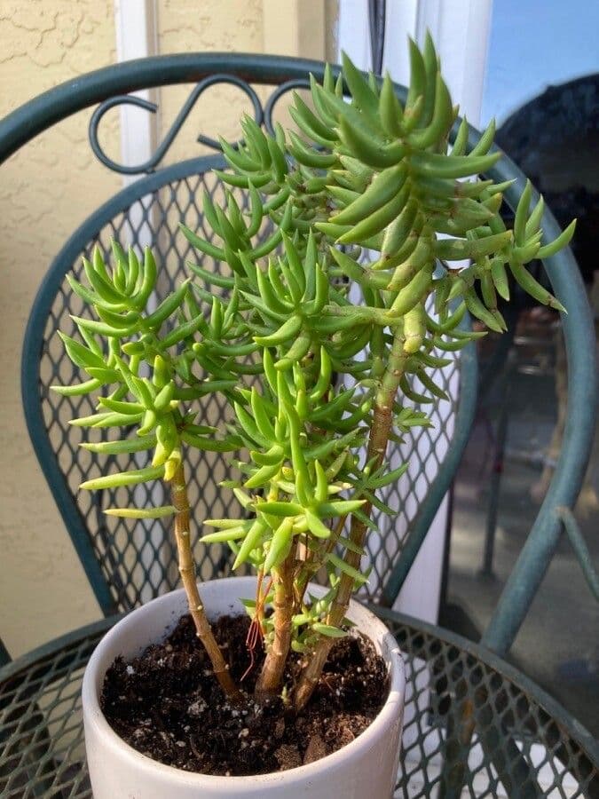 Crassula tetragona 15