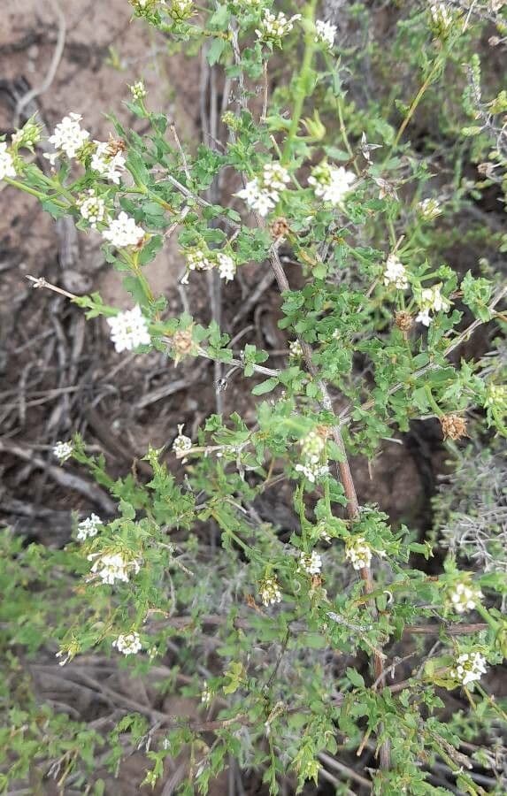 Lippia 3