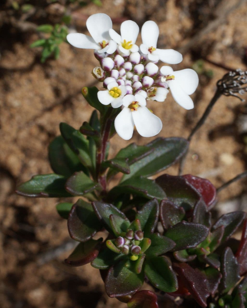 Iberis procumbens 14