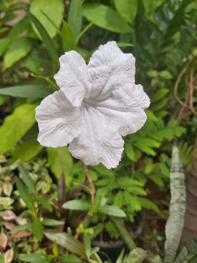 Ruellia tuberoso 10