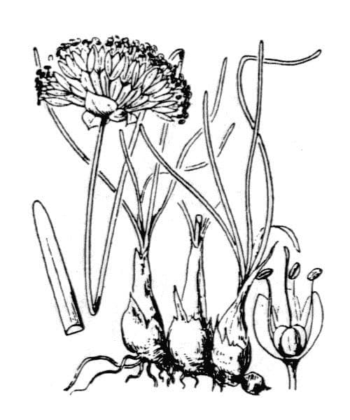 Aglio portoghese 23