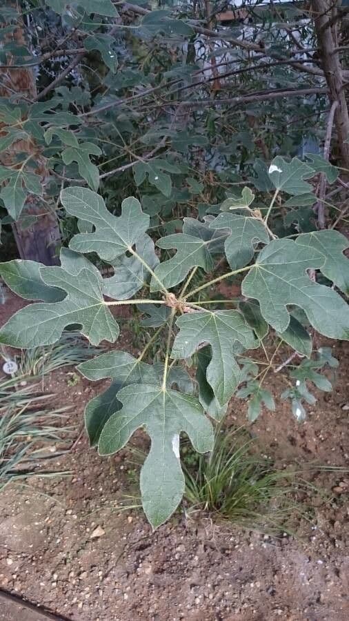 Brachychiton 11