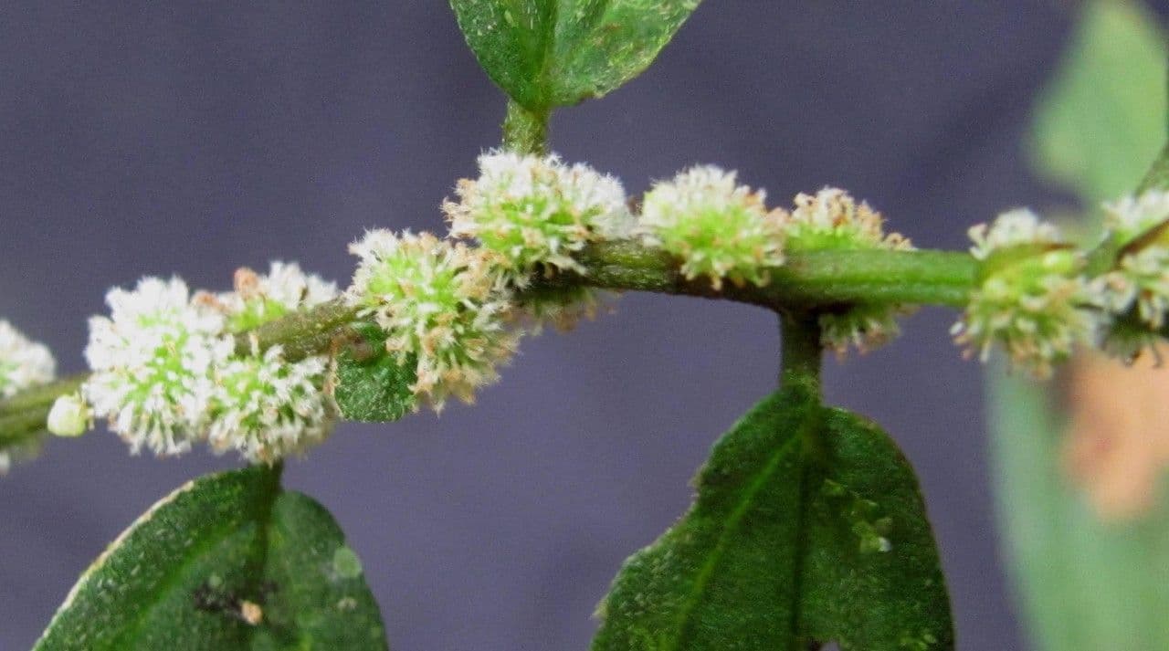 Phenax 9
