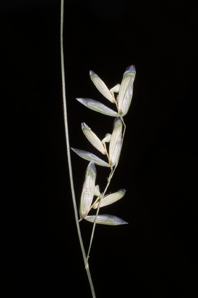 Metlice dvoukvětá