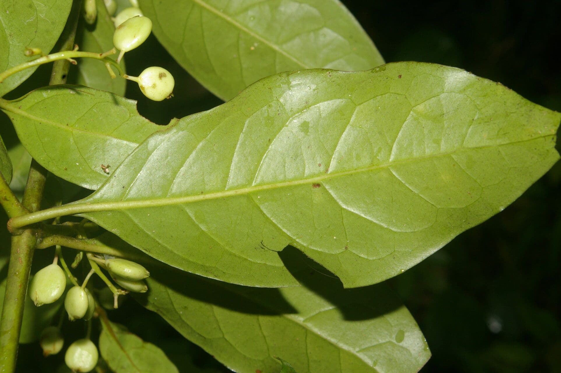 Chiococca 9