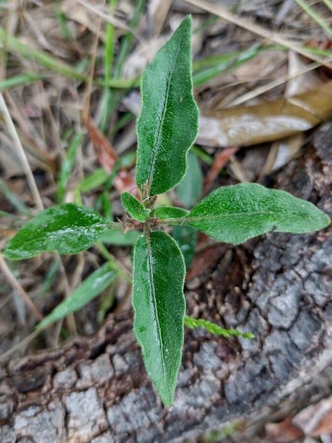 Pseuderanthemum 15